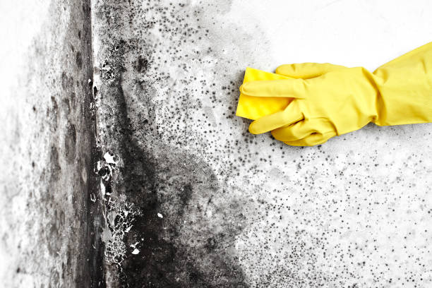Best Mold Removal Company Near Me  in Alma, MI