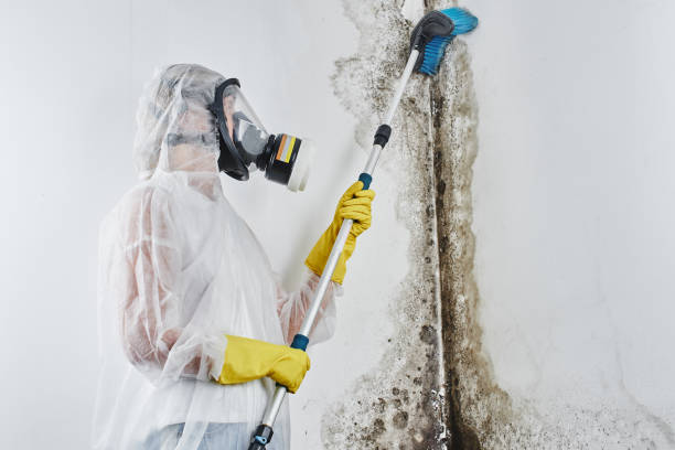 Best Toxic Mold Removal  in Alma, MI