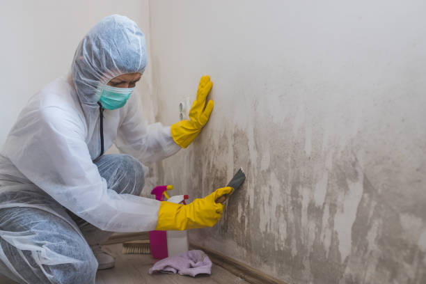 Best Commercial Mold Removal  in Alma, MI
