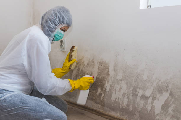 Best Mold Removal Near Me  in Alma, MI