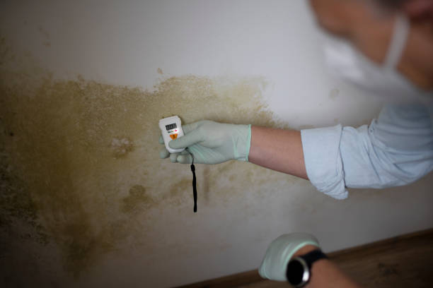 Best Affordable Mold Removal  in Alma, MI