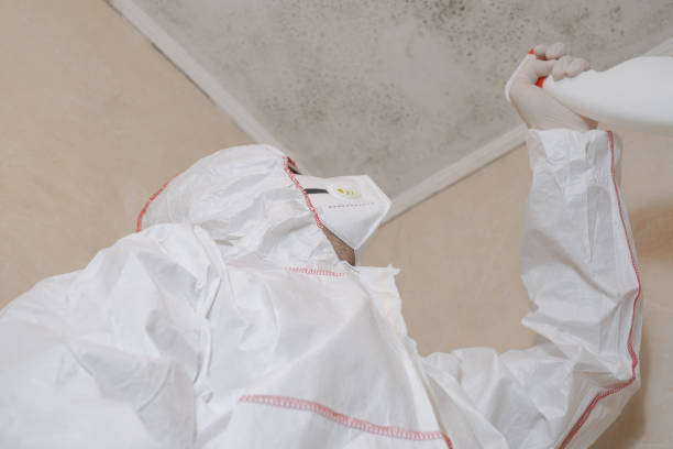 Best Black Mold Removal  in Alma, MI
