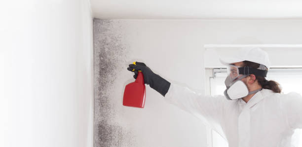 Best Mold Testing  in Alma, MI