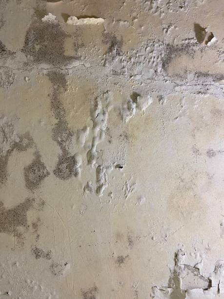 Best Fast Mold Removal  in Alma, MI