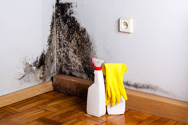 Best Residential Mold Removal  in Alma, MI