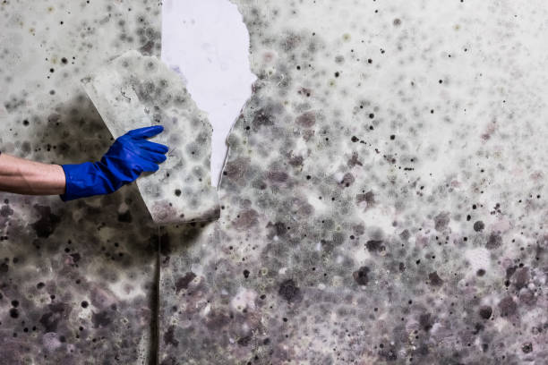 Best Mold Damage Repair  in Alma, MI