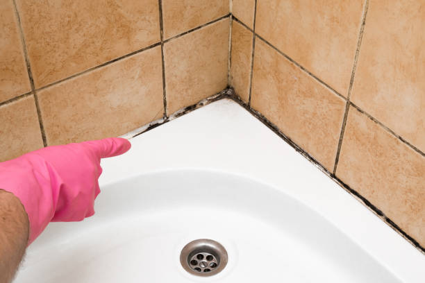 Best Mold Removal Company Near Me  in Alma, MI